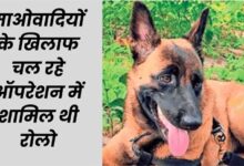 मधुमक्खियों के हमले में सीआरपीएफ डॉग रोलो की मौत