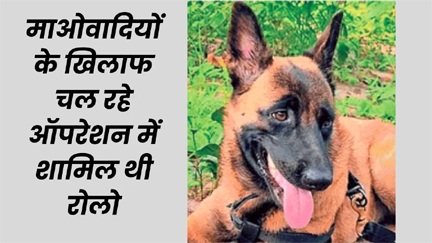 मधुमक्खियों के हमले में सीआरपीएफ डॉग रोलो की मौत मधुमक्खियों के हमले में सीआरपीएफ डॉग रोलो की मौत