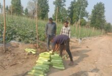 सब्जियों की हरियाली से संवरा भविष्य
