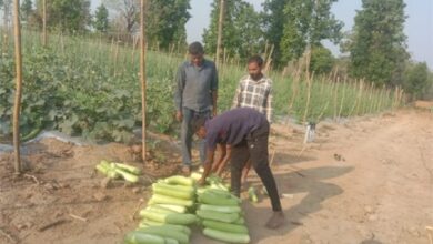सब्जियों की हरियाली से संवरा भविष्य