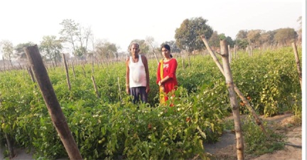सोमप्रसाद के जीवन में उद्यानिकी खेती से आया बदलाव सोमप्रसाद के जीवन में उद्यानिकी खेती से आया बदलाव