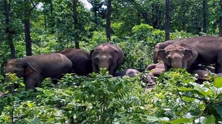 हाथी के हमले से महिला की मौत, एक ग्रामीण गंभीर रूप से घायल हाथी के हमले से महिला की मौत, एक ग्रामीण गंभीर रूप से घायल