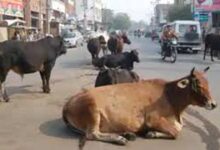 सड़कों में पशुओं को खुला छोड़ने पर पशु मालिकों को होगी सजा और जुर्माना