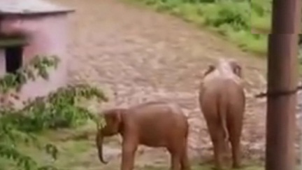खूंखार हथिनी ने एक और ग्रामीण को कुचलकर मार डाला, पहले भी ले चुकी 3 जान खूंखार हथिनी ने एक और ग्रामीण को कुचलकर मार डाला, पहले भी ले चुकी 3 जान