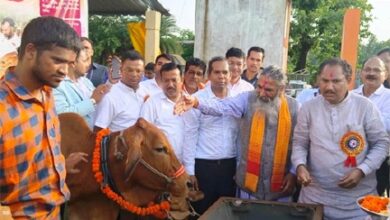 75 आदिवासी महिला किसानों को दी गई दुधारू गायें