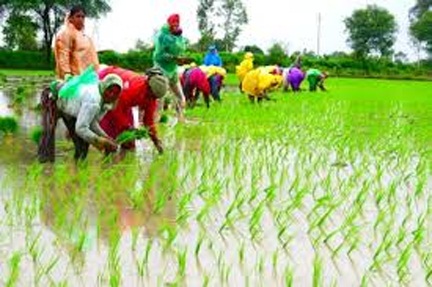 प्रदेश में खेती-किसानी का कार्य जोरो पर