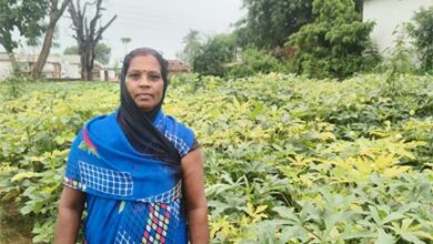 आधुनिक खेती व मेहनत में केतकी बाई को बनाया लखपति दीदी