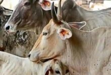 अज्ञात वाहन ने 22 मवेशियों को कुचला, 18 की मौत