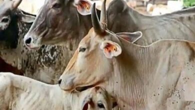 अज्ञात वाहन ने 22 मवेशियों को कुचला, 18 की मौत