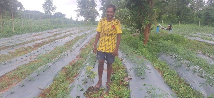 आधुनिक बागवानी व सब्जी उत्पादन से बदल रही है आदिवासी किसानों की तकदीर आधुनिक बागवानी व सब्जी उत्पादन से बदल रही है आदिवासी किसानों की तकदीर