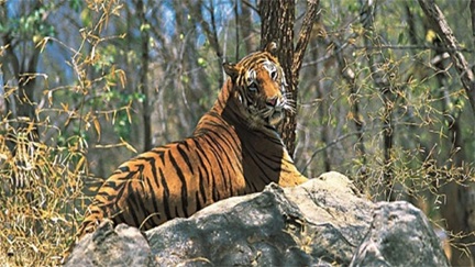 अचानकमार टाइगर रिजर्व में बढ़ी बाघों की संख्या अचानकमार टाइगर रिजर्व में बढ़ी बाघों की संख्या
