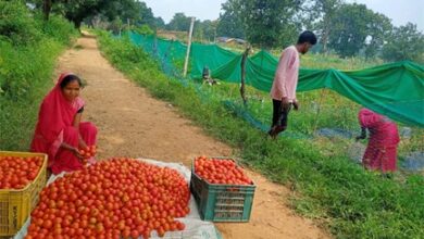 टमाटर की लालिमा ने सँवारा जीवन : 50 हजार के ऋण से शुरू हुआ सफर