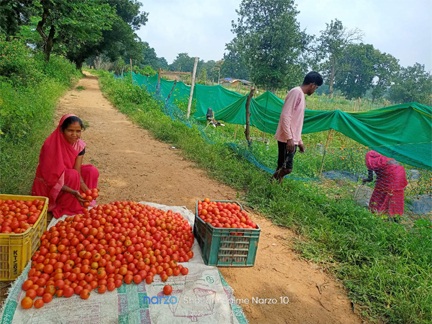 टमाटर की लालिमा ने सँवारा जीवन : 50 हजार के ऋण से शुरू हुआ सफर