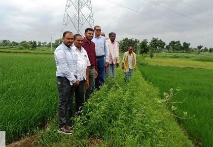 विक्रम टीसीआर : कम अवधि और कम पानी में ज्यादा उपज देने वाली धान की किस्म विक्रम टीसीआर : कम अवधि और कम पानी में ज्यादा उपज देने वाली धान की किस्म