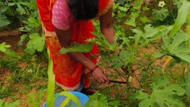 किचन गार्डन की अनोखी पहल : बेलडेगी स्कूल के बच्चे अपनी उगाई सब्जियां खा रहे हैं मिड-डे मील में
