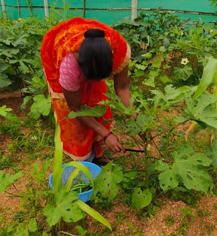 किचन गार्डन की अनोखी पहल : बेलडेगी स्कूल के बच्चे अपनी उगाई सब्जियां खा रहे हैं मिड-डे मील में