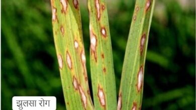 धान की फसलों में रोग व कीट प्रकोप से बचाव के लिए कृषि विशेषज्ञों ने दी सलाह