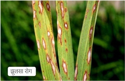 धान की फसलों में रोग व कीट प्रकोप से बचाव के लिए कृषि विशेषज्ञों ने दी सलाह धान की फसलों में रोग व कीट प्रकोप से बचाव के लिए कृषि विशेषज्ञों ने दी सलाह