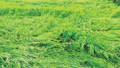 ‘मोंथा’ के असर से हवा चलने से आरंग क्षेत्र में धान की फसल गिरी ‘मोंथा’ के असर से हवा चलने से आरंग क्षेत्र में धान की फसल गिरी