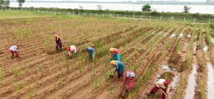 खस की खेती ने दिया आजीविका का नया रास्ता