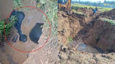 बारनवापार में कुएं में गिरे 4 हाथी बारनवापार में कुएं में गिरे 4 हाथी