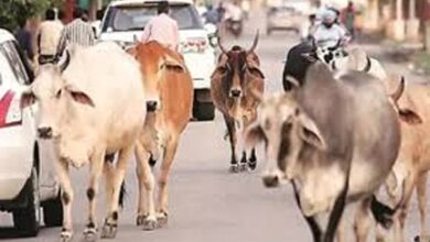 घुमंतू पशुओं के कारण होने वाले दुर्घटनाओं को रोकने एक माह तक विशेष अभियान चलाने के निर्देश