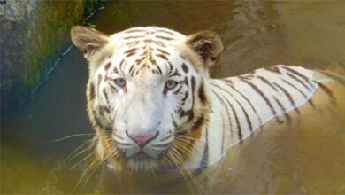 मैत्रीबाग चिड़ियाघर में व्हाइट टाइगर जया की मौत