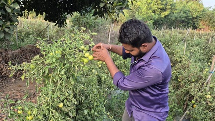 ग्राफ्टेड टमाटर की खेती से युवराज साहू को हो रहा दोगुना फायदा