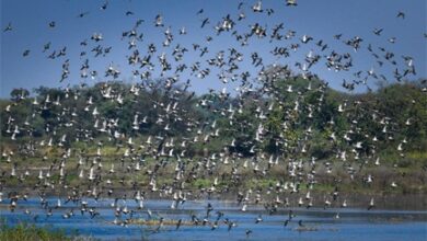 छत्तीसगढ़ का पहला रामसर साइट बना कोपरा जलाशय