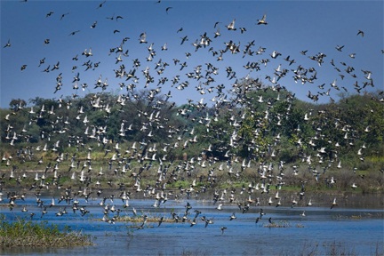 छत्तीसगढ़ का पहला रामसर साइट बना कोपरा जलाशय छत्तीसगढ़ का पहला रामसर साइट बना कोपरा जलाशय