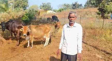 कृत्रिम गर्भाधान से नस्ल सुधार और दूध उत्पादन में बढ़ोतरी