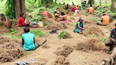 लेमनग्रास की खेती से आत्मनिर्भर बन रही महिलाएँ