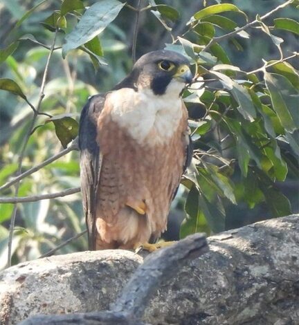 उदंती-सीतानदी में दिखा दुनिया का सबसे तेज़ उड़ने वाला पक्षी पेरेग्रीन फाल्कन