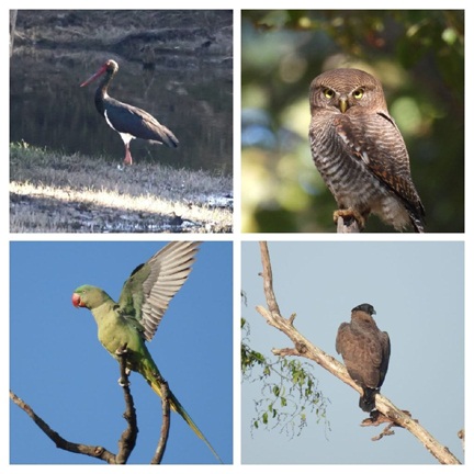 200 से अधिक पक्षी प्रजातियाँ दर्ज, 11 राज्यों से पहुँचे प्रतिभागी : वन मंत्री  केदार कश्यप ने बताया पक्षियों के संरक्षण हेतु महत्वपूर्ण पहल