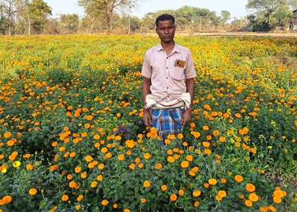 धान से गेंदा फूल तक का सफर- बरगांव के देवानंद निषाद ने एक एकड़ में कमाए ढाई लाख