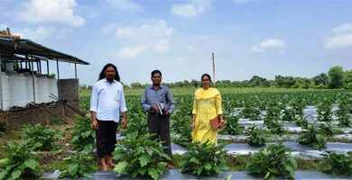 ग्राफ्टेड बैगन से 16 लाख रूपए की आमदनी