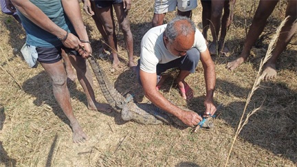 मगरमच्छ का सुरक्षित रेस्क्यू, जंगल सफारी में मिला नया आश्रय मगरमच्छ का सुरक्षित रेस्क्यू, जंगल सफारी में मिला नया आश्रय