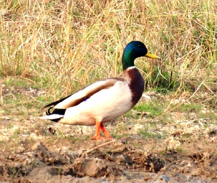 गिधवा टैंक में प्रवासी मल्लार्ड का आगमन, बढ़ी क्षेत्र की पहचान गिधवा टैंक में प्रवासी मल्लार्ड का आगमन, बढ़ी क्षेत्र की पहचान