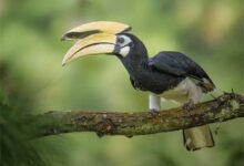 दुर्लभ हॉर्नबिल संरक्षण की विशेष पहल :उदंती-सीतानदी में विकसित हो रहे प्राकृतिक उद्यान