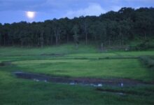 प्रकृति, संस्कृति और मनोरंजन का त्रिवेणी संगम : 13 फरवरी से सजेगा तीन दिवसीय ’मैनपाट महोत्सव’ का भव्य मंच