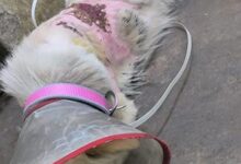 उबलते पानी से झुलसी कराह: रायपुर में दो पालतू कुत्तों पर क्रूरता, FIR दर्ज