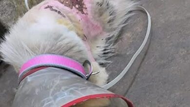 उबलते पानी से झुलसी कराह: रायपुर में दो पालतू कुत्तों पर क्रूरता, FIR दर्ज उबलते पानी से झुलसी कराह: रायपुर में दो पालतू कुत्तों पर क्रूरता, FIR दर्ज