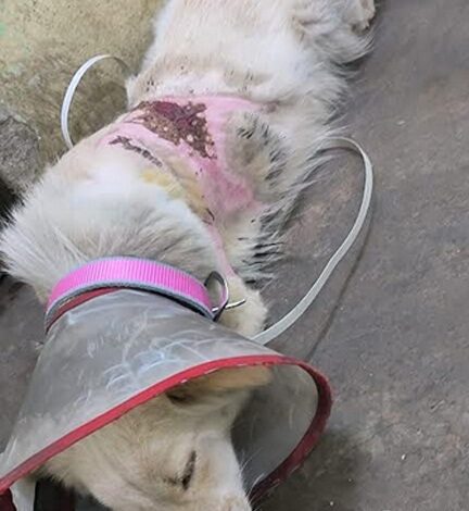 उबलते पानी से झुलसी कराह: रायपुर में दो पालतू कुत्तों पर क्रूरता, FIR दर्ज