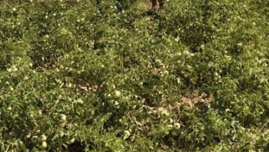 राष्ट्रीय बागवानी मिशन से किसानों को संबल : उन्नत तकनीक से टमाटर खेती में बढ़ा उत्पादन और मुनाफा