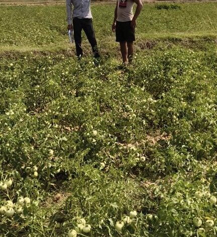 राष्ट्रीय बागवानी मिशन से किसानों को संबल : उन्नत तकनीक से टमाटर खेती में बढ़ा उत्पादन और मुनाफा राष्ट्रीय बागवानी मिशन से किसानों को संबल : उन्नत तकनीक से टमाटर खेती में बढ़ा उत्पादन और मुनाफा