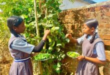 बच्चों को मिल रहा पौष्टिक आहार विद्यालय की बगिया से बच्चों को मिल रहा पौष्टिक आहार विद्यालय की बगिया से