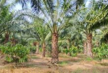 एक एकड़ में सवा लाख रुपए का मुनाफा देने वाला पाम ऑयल की खेती