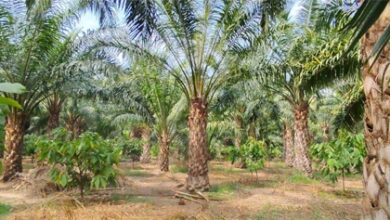 एक एकड़ में सवा लाख रुपए का मुनाफा देने वाला पाम ऑयल की खेती एक एकड़ में सवा लाख रुपए का मुनाफा देने वाला पाम ऑयल की खेती