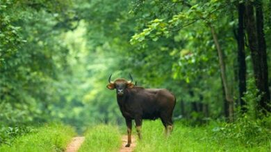 बारनवापारा अभयारण्य : जहां हर कदम पर है प्रकृति का रोमांच