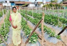 बिहान योजना से आत्मनिर्भर बनी ग्राम झलमला की जानकी धुर्वे